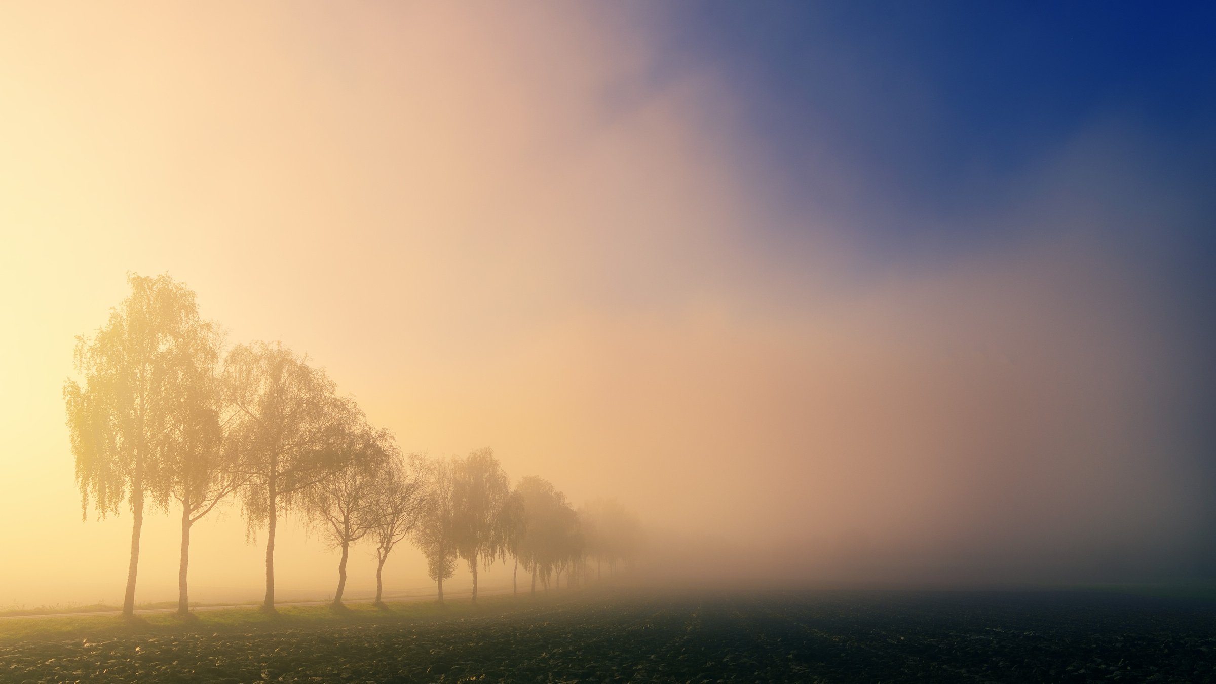 Foggy Morning in the Forest